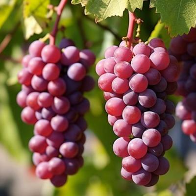 Фиолетовый в Солигорске