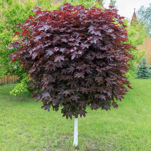 Клен красный в Солигорске