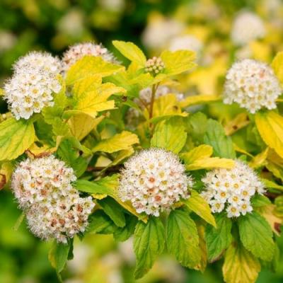 Желтый в Солигорске