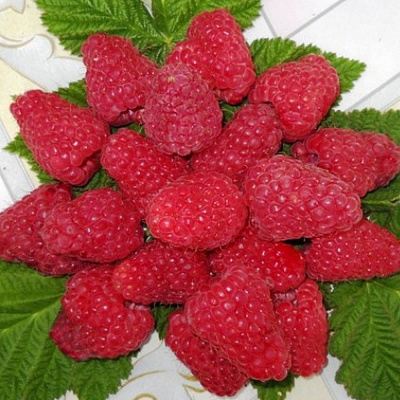 Сладкая в Солигорске