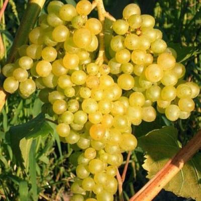 Желтый в Солигорске