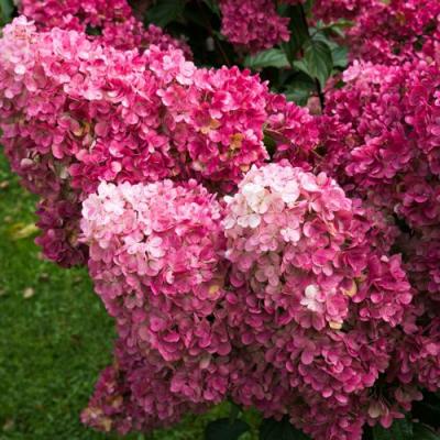 Фрайз в Солигорске