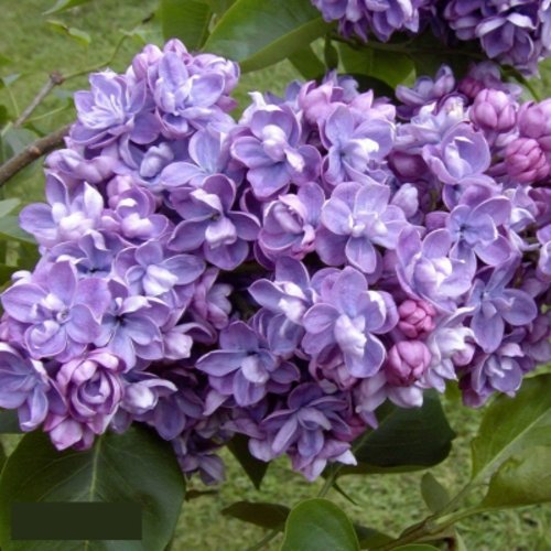 Сирень АМИ ШОТТ в Солигорске