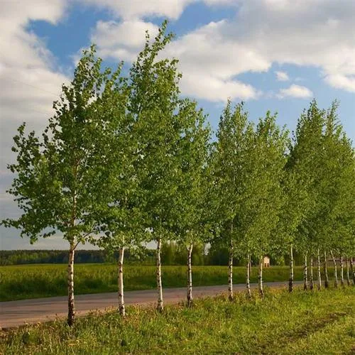 Береза обыкновенная в Солигорске