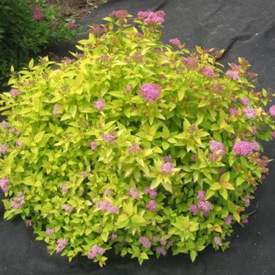 Голден в Солигорске