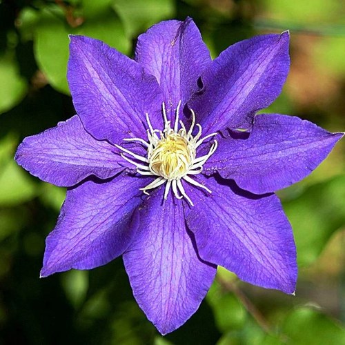 Клематис ЗЕ ПРЕЗИДЕНТ в Солигорске