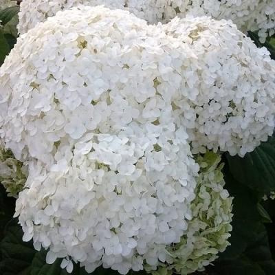 Белая в Солигорске