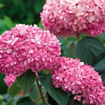 Розовая в Солигорске