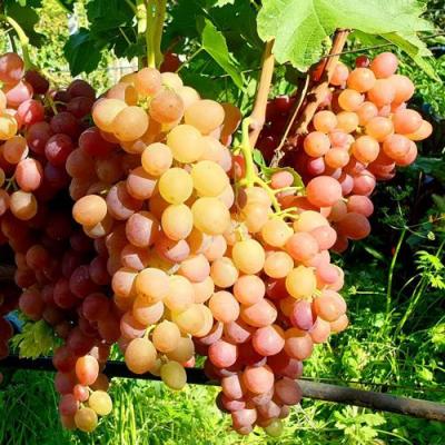 Сладкий в Солигорске