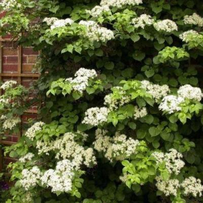 Черешковая в Солигорске