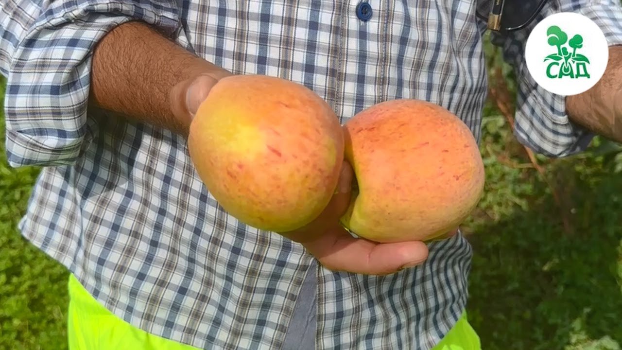 Превью видео