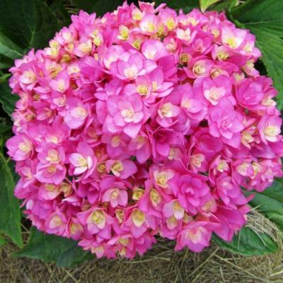 Ремонтантная в Солигорске