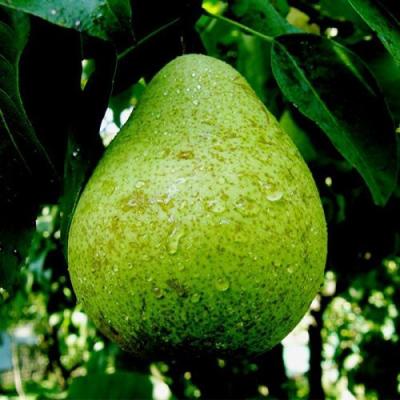 Зеленая в Солигорске