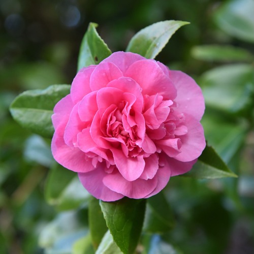 Камелия ДЕББИ в Солигорске