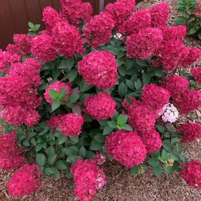 Красная в Солигорске