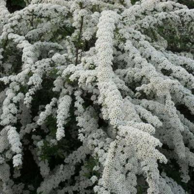 Серая в Солигорске