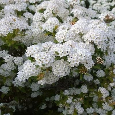 Белая в Солигорске