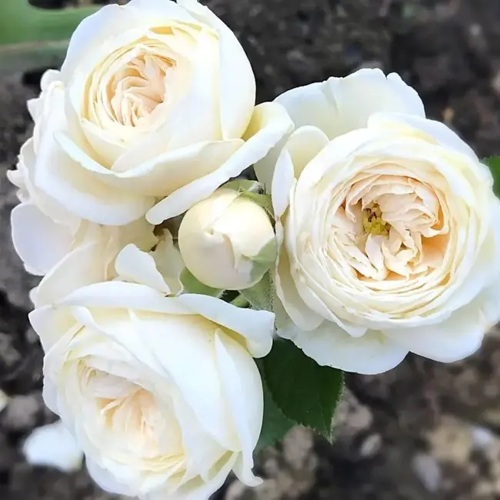 Роза АРТЕМИС шраб в Солигорске