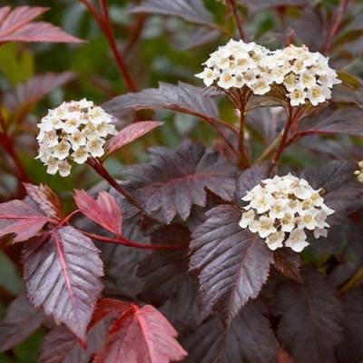 Бордовый в Солигорске