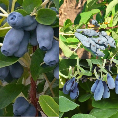 Комплект СЕВЕРНЫЕ ВИТАМИНЫ в Солигорске