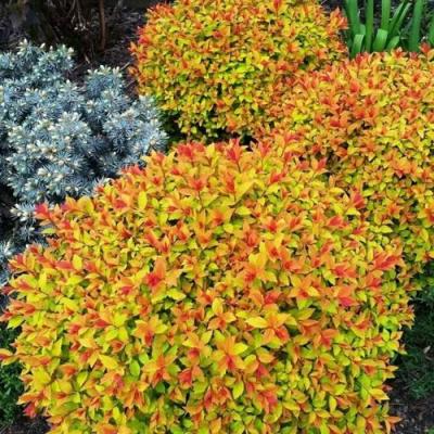 Низкорослая в Солигорске