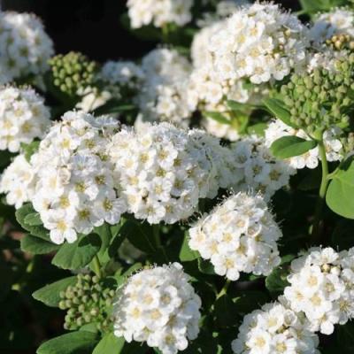 Березолистная в Солигорске