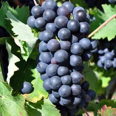 Круглый в Солигорске