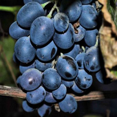 Синий в Солигорске