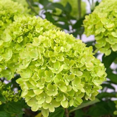 Зеленая в Солигорске