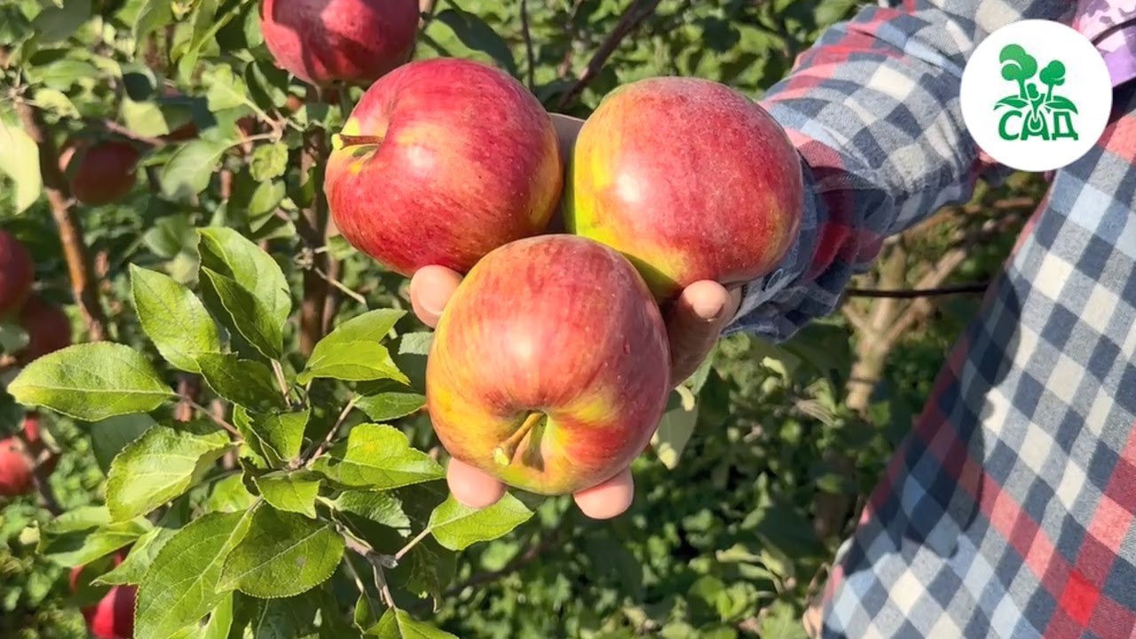 Превью видео