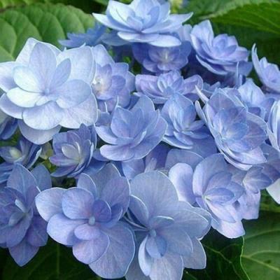 Голубая в Солигорске