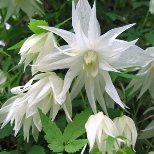 Княжик АЛЬБИНА ПЛЕНА белый махровый в Солигорске