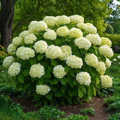 Большие (высокие) в Солигорске