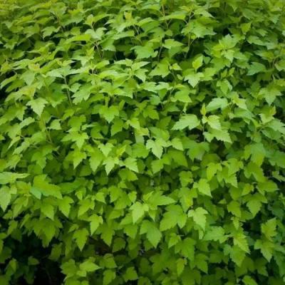 Зеленый в Солигорске