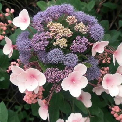 Шершавая в Солигорске