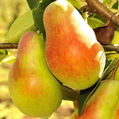 Красавица в Солигорске