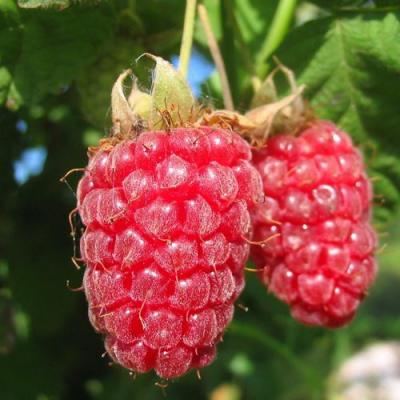 Крупная в Солигорске