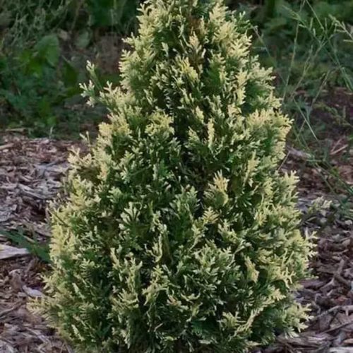 Туя БРАБАНТ ВАРИЕГАТТА западная в Солигорске