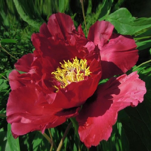 Пион КРАСНЫЙ ЛОТОС древовидный в Солигорске