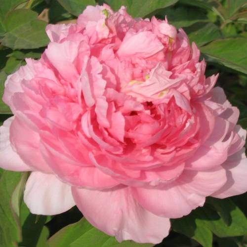 Пион ИМПЕРАТОРСКАЯ НАЛОЖНИЦА древовидный в Солигорске