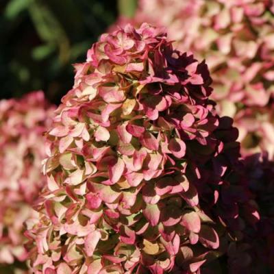 Мэджикал в Солигорске