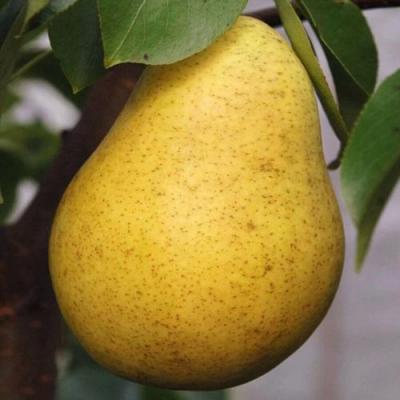 Крупная в Солигорске