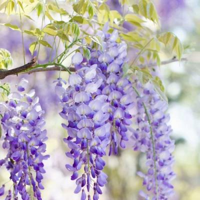 Глициния в Солигорске