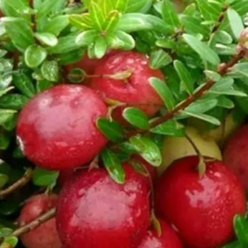 Клюква ХОЛЬШТАЙН в Солигорске