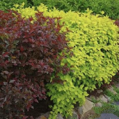 Калинолистный в Солигорске