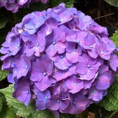 Фиолетовая в Солигорске