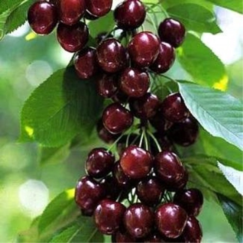 Черешня УДИВИТЕЛЬНАЯ в Солигорске