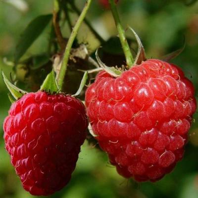 Кустовая в Солигорске