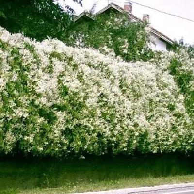 Фаллопия в Солигорске