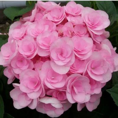 Махровая в Солигорске